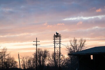 Bird on Power Pole at Sunset