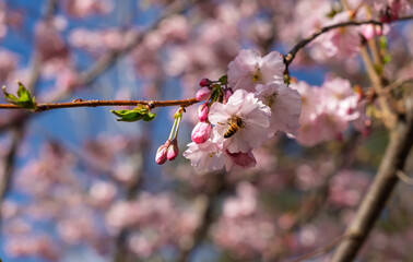 Pink Cherry Blossoms with Bee Against Blue Sky