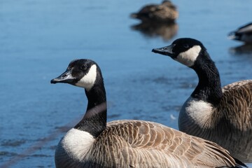 Two Canada Geese by a Lake