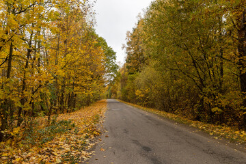 foliage falling on the road during the autumn leaf fall, landscape photography