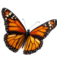 Fototapeta premium Vibrant monarch butterfly wings detailed close up isolated transparent background