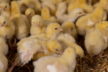 small chickens in a poultry farm on sawdust, chicken about three days old in yellow fluff in the poultry farm building, close up