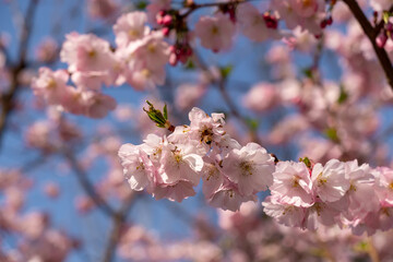 Fototapeta premium Freshly opened cherry blossoms on a blooming cherry tree in full bloom.Sakura Season.Honey Bee Collecting Nectar from Cherry Blossom