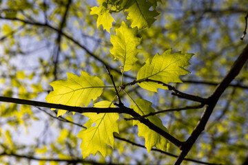 oak foliage in sunny weather, part of an oak tree with new foliage that grew in spring, foliage is illuminated by the sun
