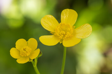 Japanese buttercup