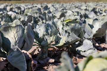 a field with cabbage, a ripening cabbage crop, part of which was damaged by caterpillars, side view