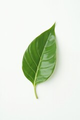 Fototapeta premium Single green leaf on a white background, minimalistic style, nature element, copy space 