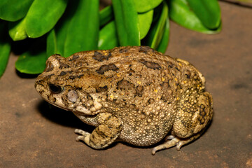 A beautiful guttural toad (Sclerophrys gutturalis), also known as a African common toad, in the wild in KwaZulu-Natal, South Africa