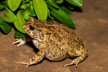 A beautiful guttural toad (Sclerophrys gutturalis), also known as a African common toad, in the wild in KwaZulu-Natal, South Africa