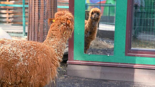 Brown alpaca posing in a farm setting, with hay nestled in its thick fur, gazing to the right. Capturing the charm of this adorable livestock