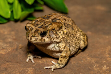 A beautiful guttural toad (Sclerophrys gutturalis), also known as a African common toad, in the wild in KwaZulu-Natal, South Africa