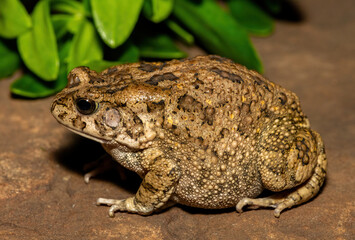 A beautiful guttural toad (Sclerophrys gutturalis), also known as a African common toad, in the wild in KwaZulu-Natal, South Africa