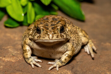 A beautiful guttural toad (Sclerophrys gutturalis), also known as a African common toad, in the wild in KwaZulu-Natal, South Africa