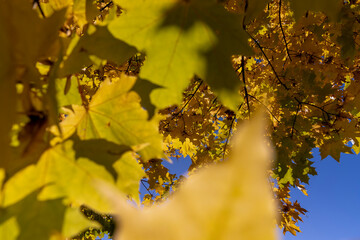 green and yellow maples during leaf fall, colorful foliage of maples in the autumn in sunny weather in the morning