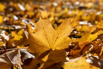 the foliage of trees on the ground after leaf fall in sunny weather, close up