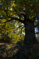 a beautiful oak with orange-green foliage during the autumn leaf fall in sunny weather