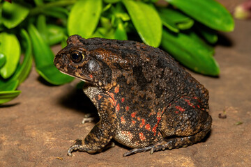 A beautiful guttural toad (Sclerophrys gutturalis), also known as a African common toad, in the wild in KwaZulu-Natal, South Africa