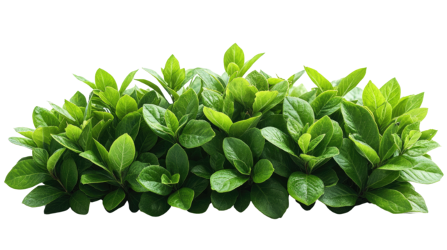 Fresh green basil leaves and herbs like mint are isolated on white
