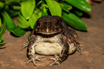 A beautiful guttural toad (Sclerophrys gutturalis), also known as a African common toad, in the wild in KwaZulu-Natal, South Africa
