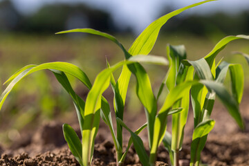 young corn at dawn in the spring, a monocultural field with fresh corn sprouts in fertile soil with...