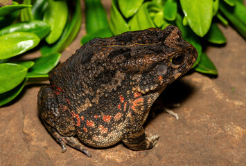 A beautiful guttural toad (Sclerophrys gutturalis), also known as a African common toad, in the wild in KwaZulu-Natal, South Africa