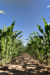 field with unripe corn at spring corn blooming, clear sunny weather in a field with corn, close up