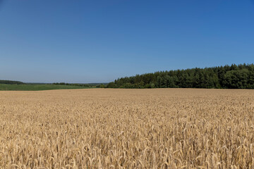 field with a wheat crop in summer weather, a monocultural field with yellow and dry ears of ripe wheat in windy weather