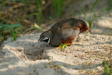 Blue-breasted Quail (Synoicus chinensis ) bird watching in the forest.