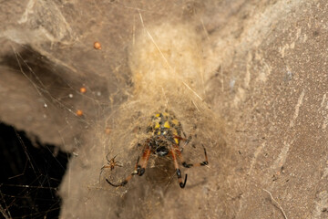 A beautiful African Hermit Spider (Nephilingis cruentata) in its web tunnel on a wall in KwaZulu-Natal, South Africa