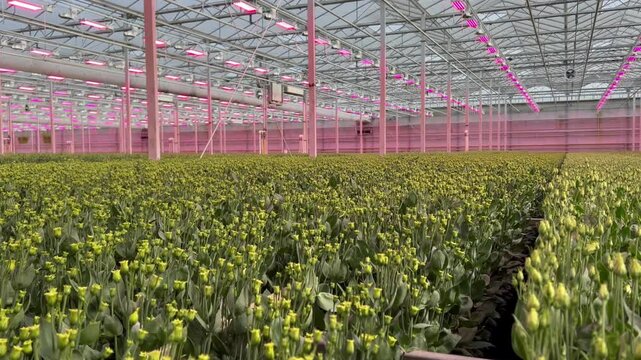 Wideangle shot of yellow flower buds in high-tech greenhouse illuminated by pink LED lights
