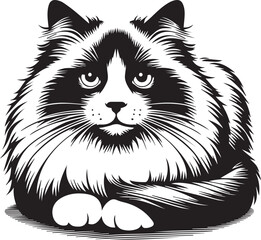 Black and White Ragdoll Cat Vector