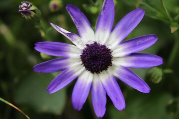 purple flower in the garden