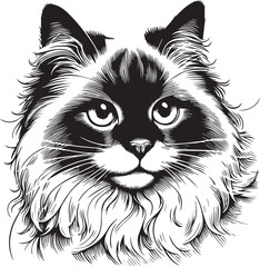Black and White Ragdoll Cat Vector