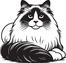 Black and White Ragdoll Cat Vector
