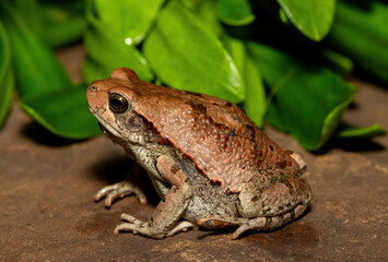 A beautiful African red toad (Schismaderma carens), also known as an African split-skin toad, in the wild in KwaZulu-Natal, South Africa