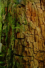 Old tree trunk texture. Abstract nature pattern.  