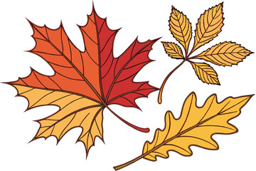 123 Autumn leaves, vibrant colors, orange, red, yellow, green, maple leaf, oak leaf, detailed veins, realistic texture, high contrast, white background, botanical illustration, fall foliage, seasonal 