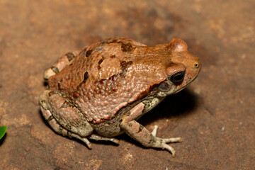 A beautiful African red toad (Schismaderma carens), also known as an African split-skin toad, in the wild in KwaZulu-Natal, South Africa