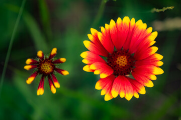 Summer blooming pine chrysanthemums, close-up of nature, plants, and flowers