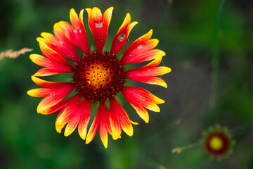 Summer blooming pine chrysanthemums, close-up of nature, plants, and flowers