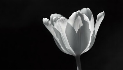 white tulip on black background
