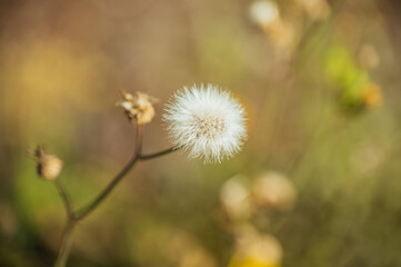 Dandelion on a green background