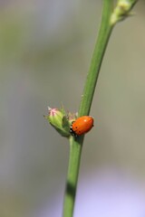 ladybug on a flower