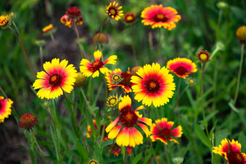 Summer blooming pine chrysanthemums, close-up of nature, plants, and flowers