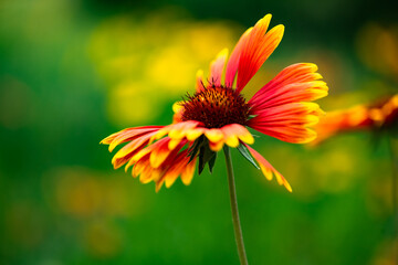 Summer blooming pine chrysanthemums, close-up of nature, plants, and flowers