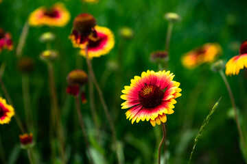 Fototapeta premium Summer blooming pine chrysanthemums, close-up of nature, plants, and flowers