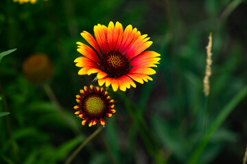 Summer blooming pine chrysanthemums, close-up of nature, plants, and flowers