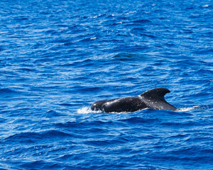 Naklejka premium Exciting Whale Watching Experience in Madeira