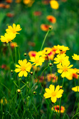 The yellow chrysanthemums that bloom in summer. Natural, plant, and floral backgrounds.