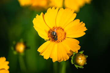The yellow chrysanthemums that bloom in summer. Natural, plant, and floral backgrounds.
